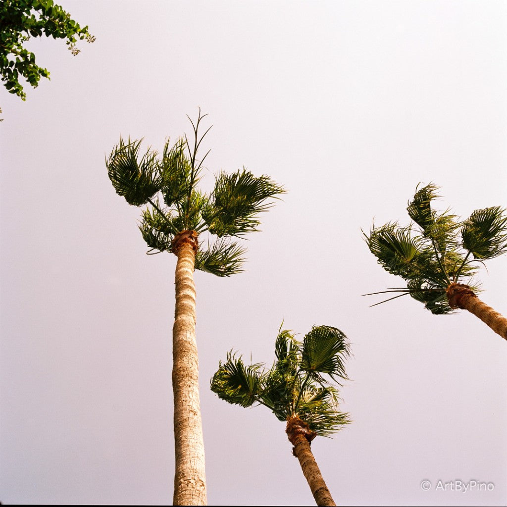 Three palm trees looking up, McAllen — CatLABS X Film 100 Color 120, Rolleiflex T
