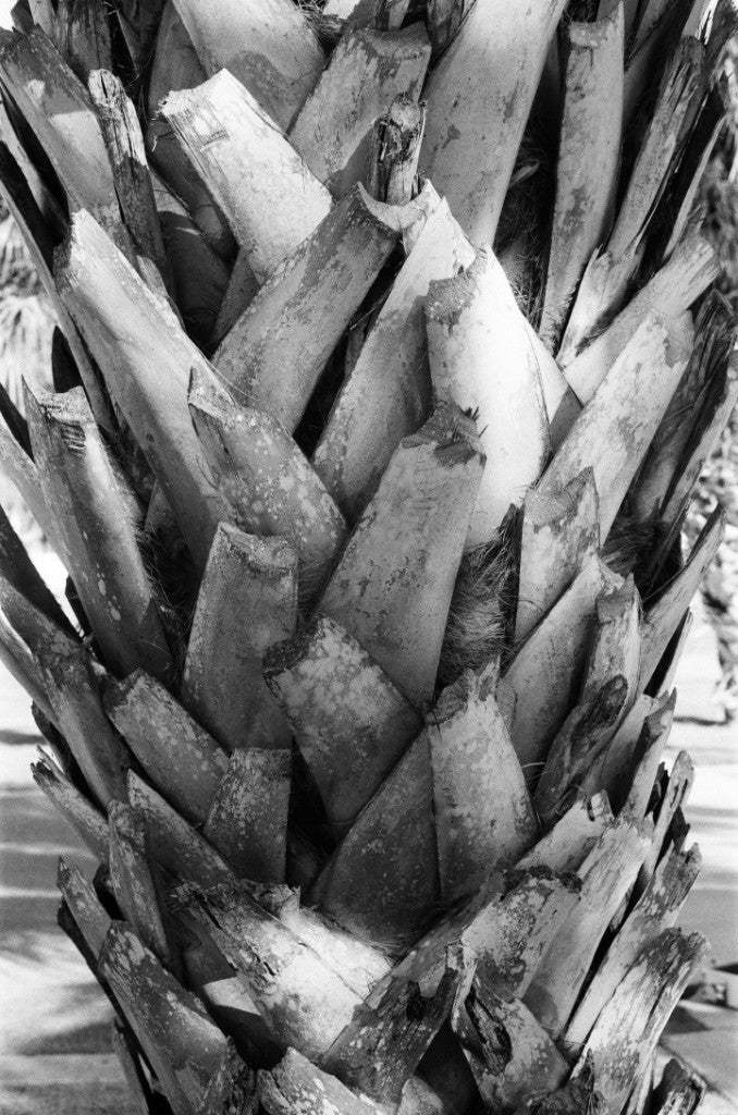 CineStill BwXX 250 BW Film Sample Photos