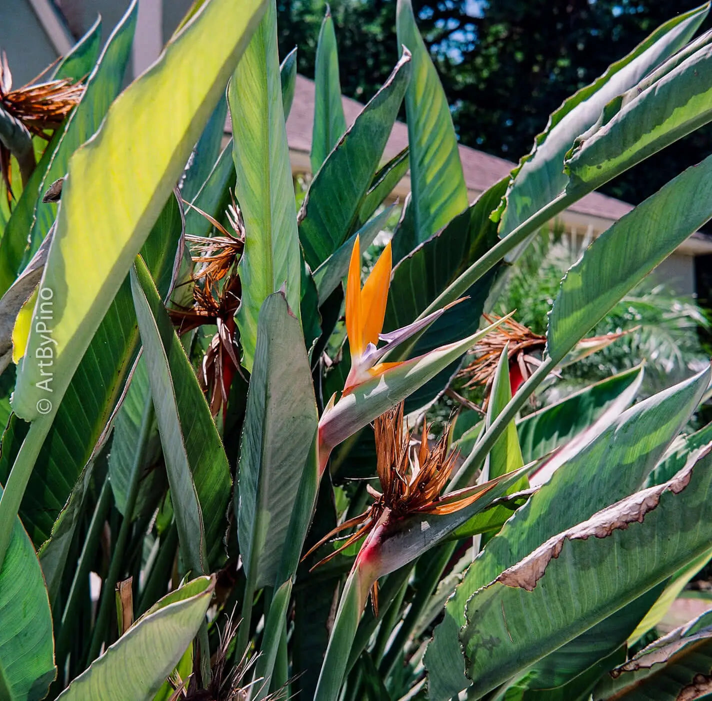 Vibrant orange and purple bird-of-paradise flowers bloom amidst lush, long green leaves.