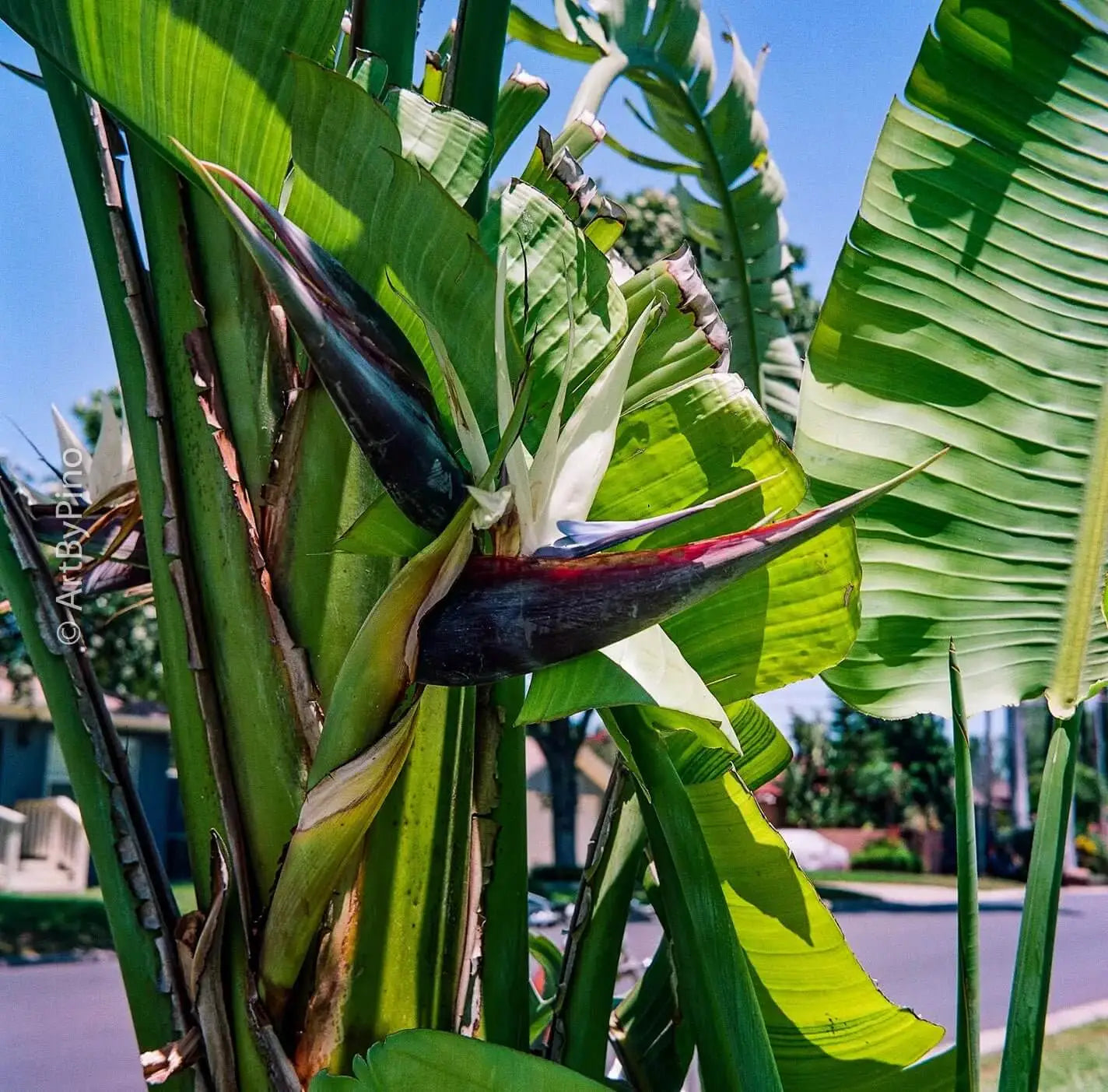 Vibrant bird-of-paradise flower with deep purple and white petals, surrounded by lush green tropical leaves.