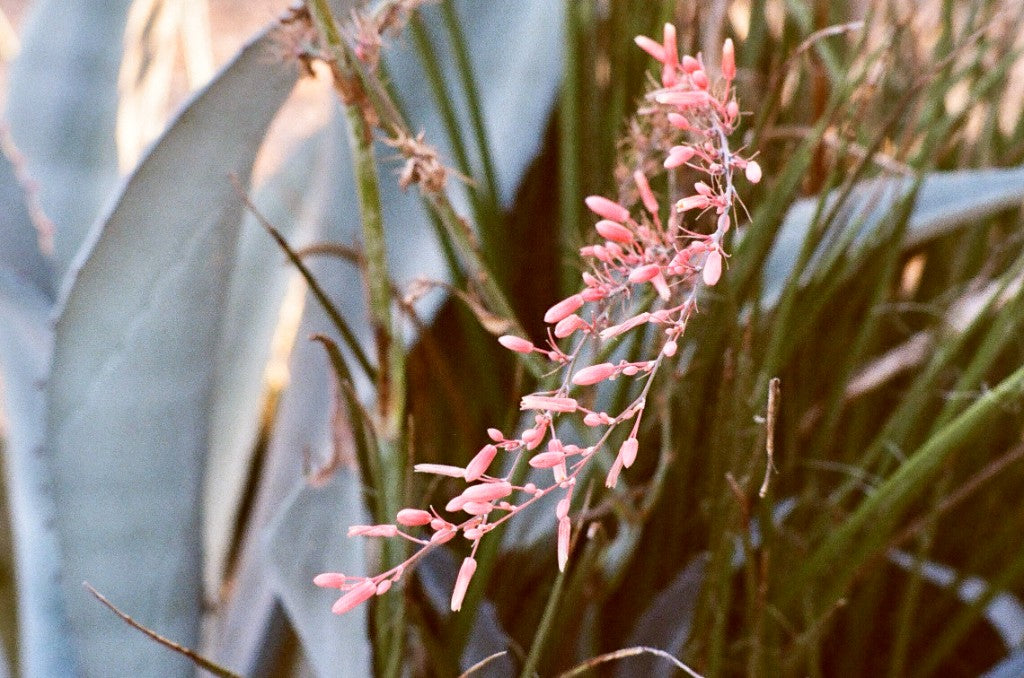 Flic Film Savvy Color 400 Film Sample Photos (Leica M3)