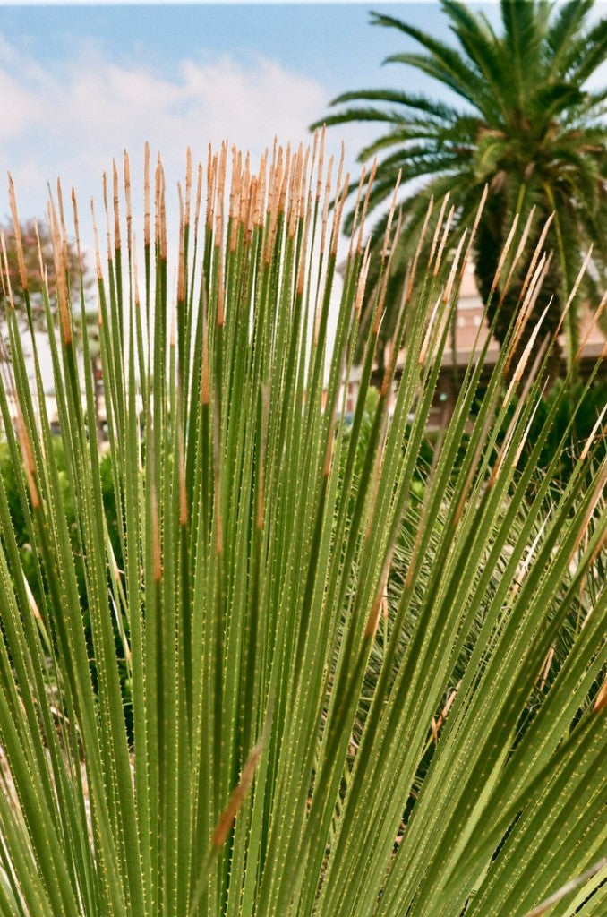 Fujifilm Fujicolor 100 Color Film Sample Photos (35mm Color)