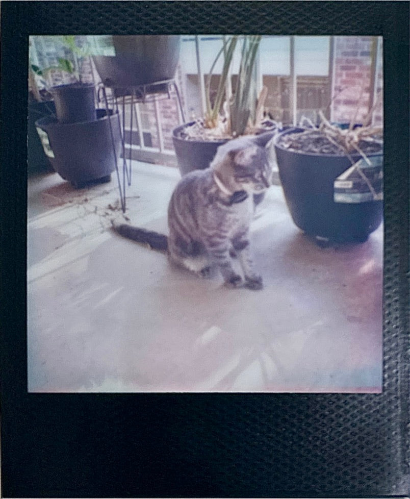 Polaroid Go + Polaroid Go + Grey tabby cat on balcony among planters, black textured Polaroid Go frame
