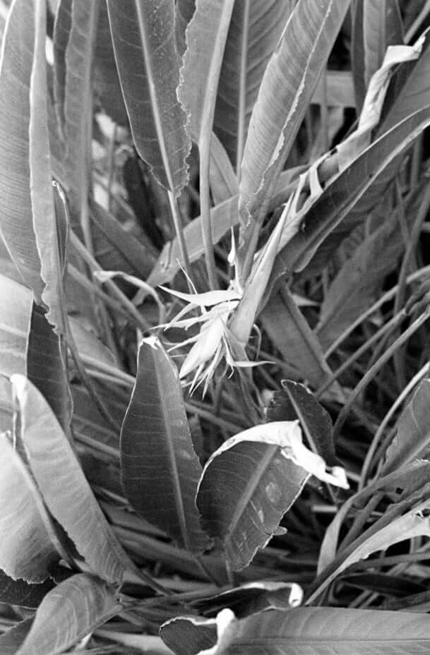 Street Candy ATM400 Film Sample Photos (35mm B&W)