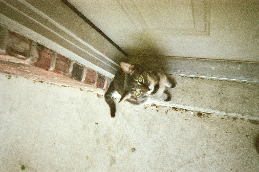 Sample photo taken with Kodak EC35 on Candido 400 film — cat looking up