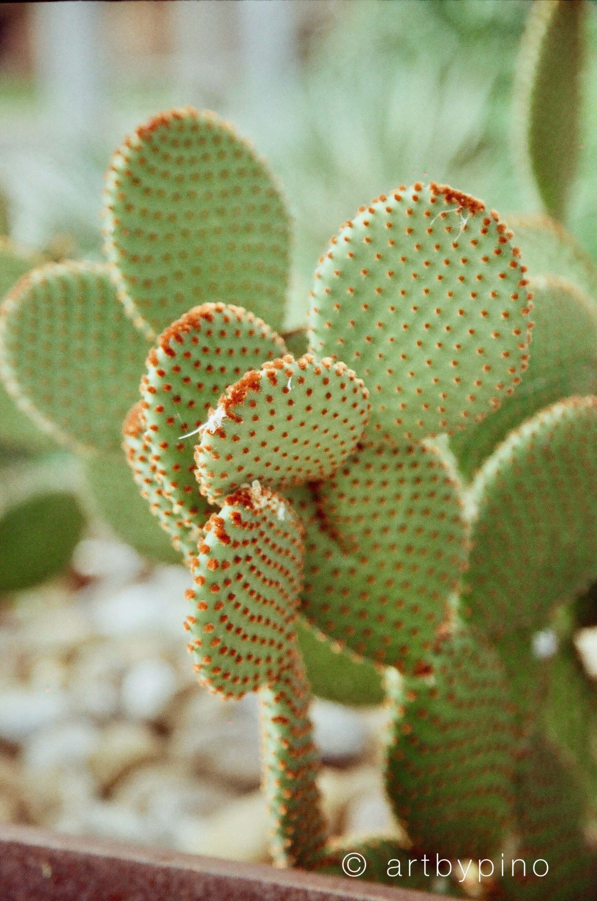 A green, spiny cactus with rounded pads and reddish-brown areoles.