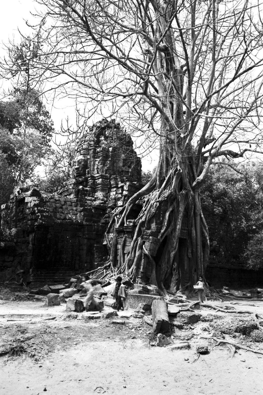 A massive, gnarled tree with sprawling roots entwined around ancient stone ruins.