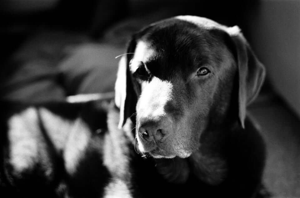 A black-and-white portrait of a chocolate labrador retriever with soft, droopy ears and gentle eyes.