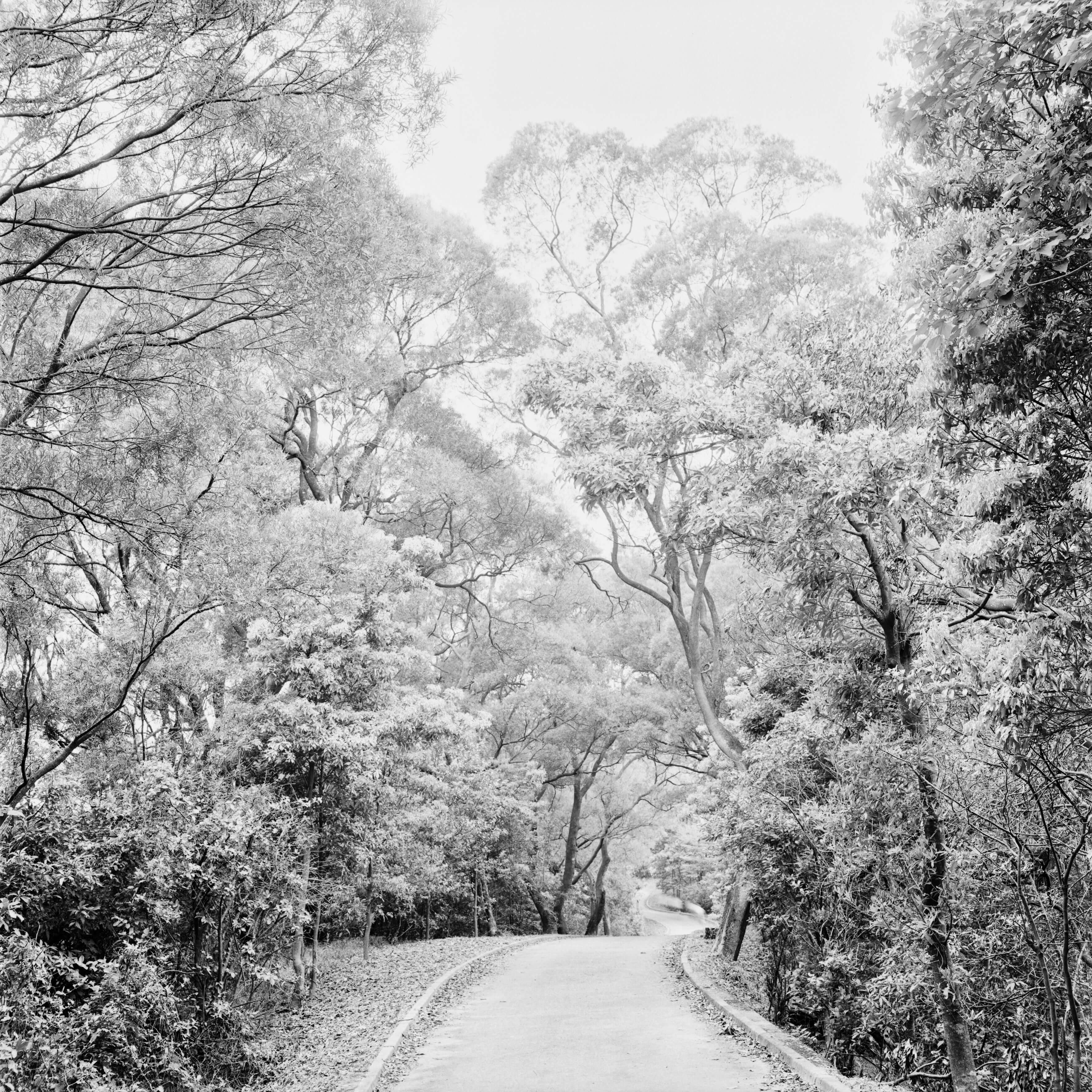 A winding paved path curves through a dense forest of tall trees with intricate branches and leafy canopies.