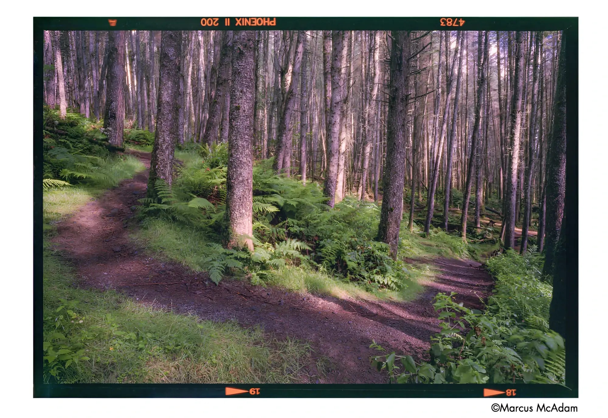 A winding dirt path meanders through a dense forest of tall, slender trees with mossy trunks and lush green ferns lining the ground.