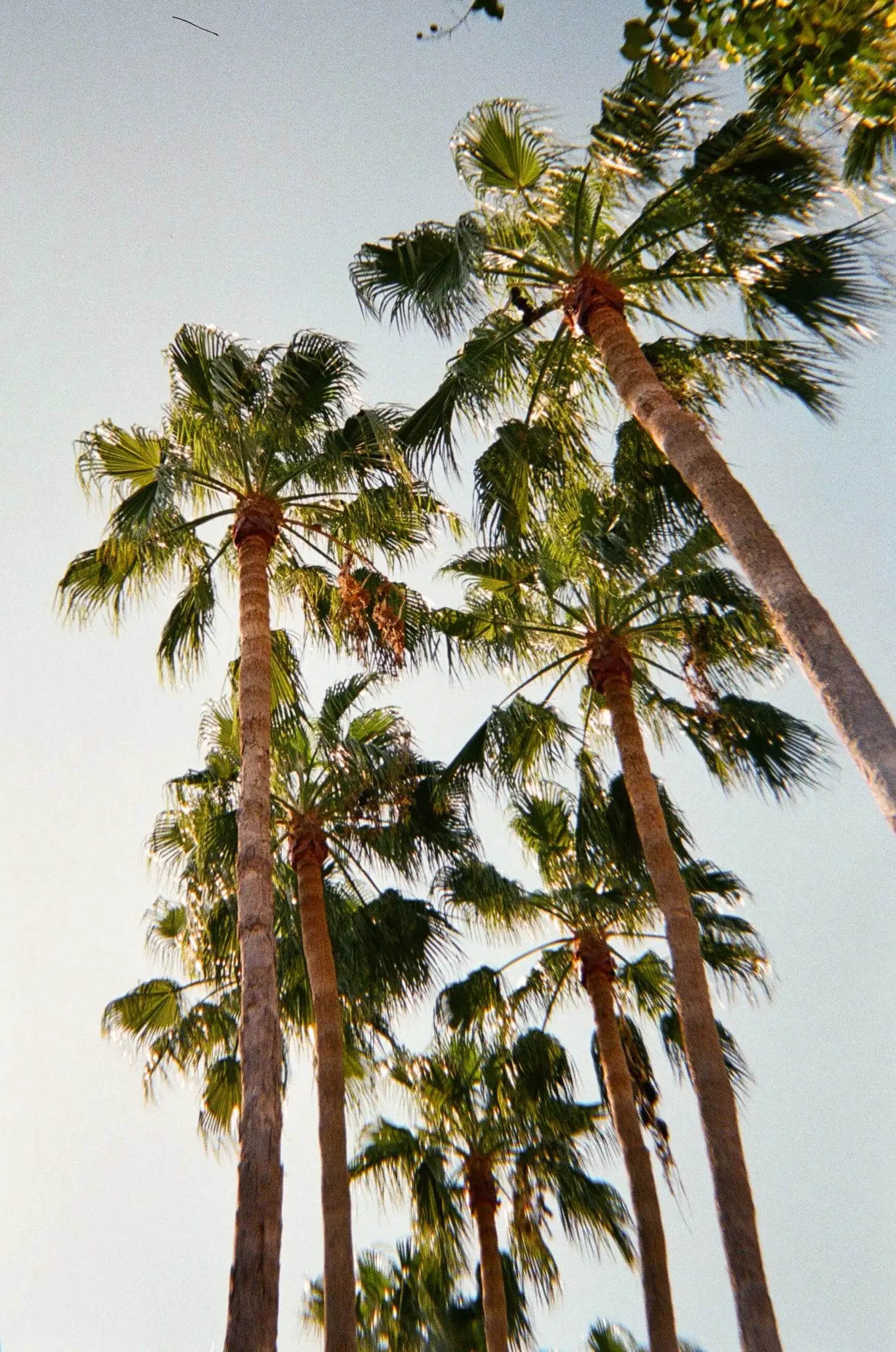 Tall palm trees with slender trunks and lush green fronds reaching toward a clear sky.
