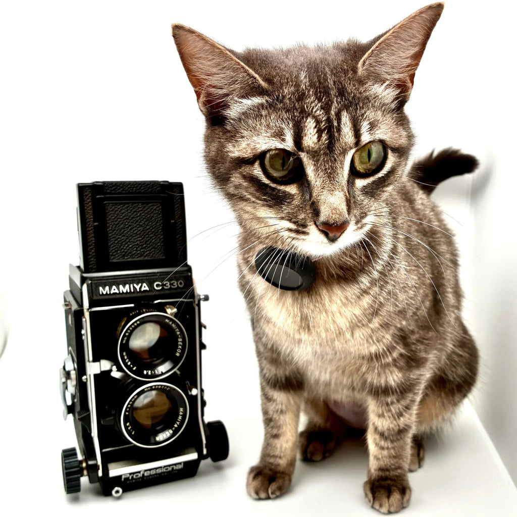 Cat with a vintage Mamiya camera on a white background