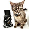 Cat with a vintage Mamiya camera on a white background