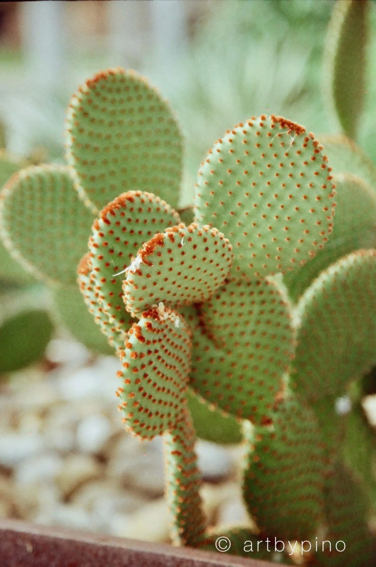 A green, spiny cactus with rounded pads and reddish-brown areoles.