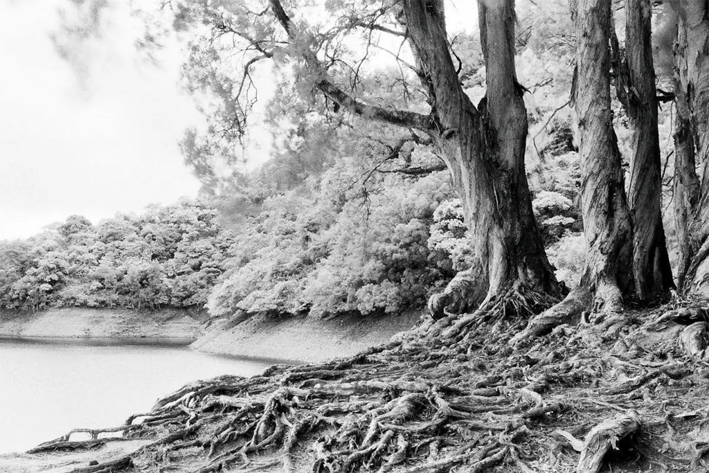 Dramatic black and white landscape with trees and roots, showcasing the surreal effects of infrared photography.