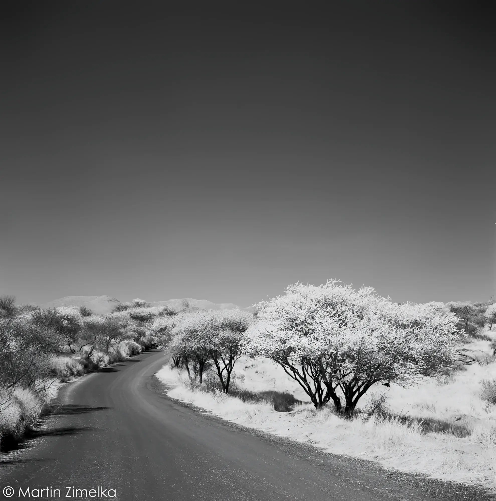 Surreal landscape with winding road and infrared trees captured on Rollei Infrared BW 120 Roll Film.