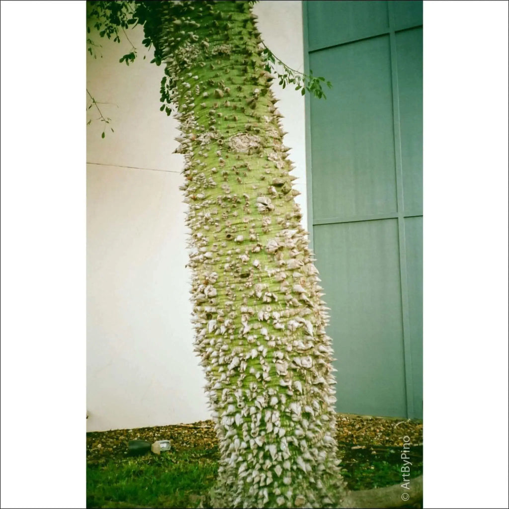 Close-up of a spiky green tree trunk against a light background, showcasing unique texture and patterns.